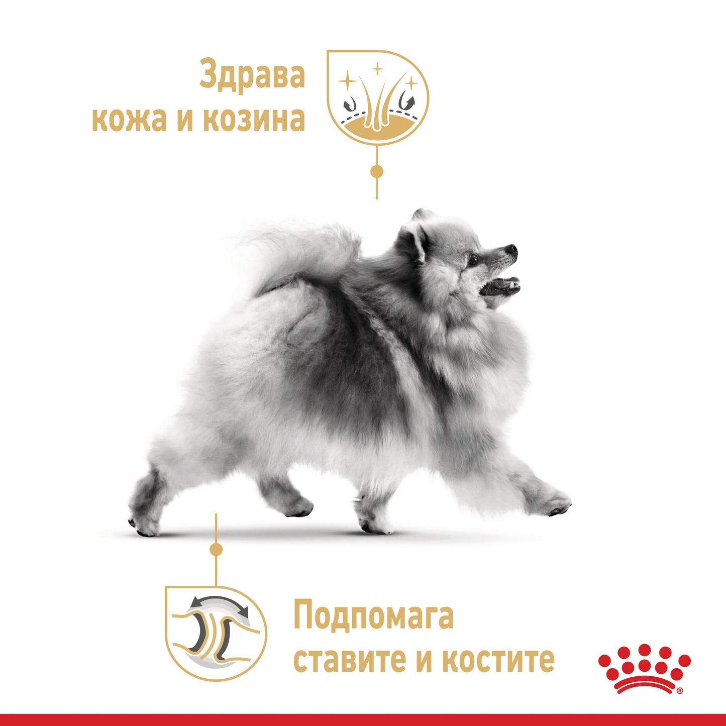 Royal Canin - суха храна за кучета от порода померан