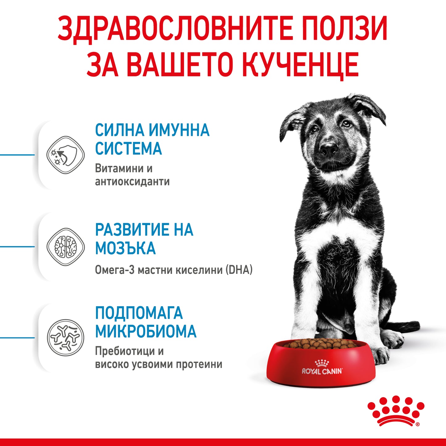 Royal Canin maxi puppy - суха храна за подрастващи кучета
