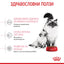 Royal Canin Mother & babycat - суха храна за котки