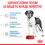 Royal Canin giant junior - суха храна за подрастващи кучета - 15 кг.