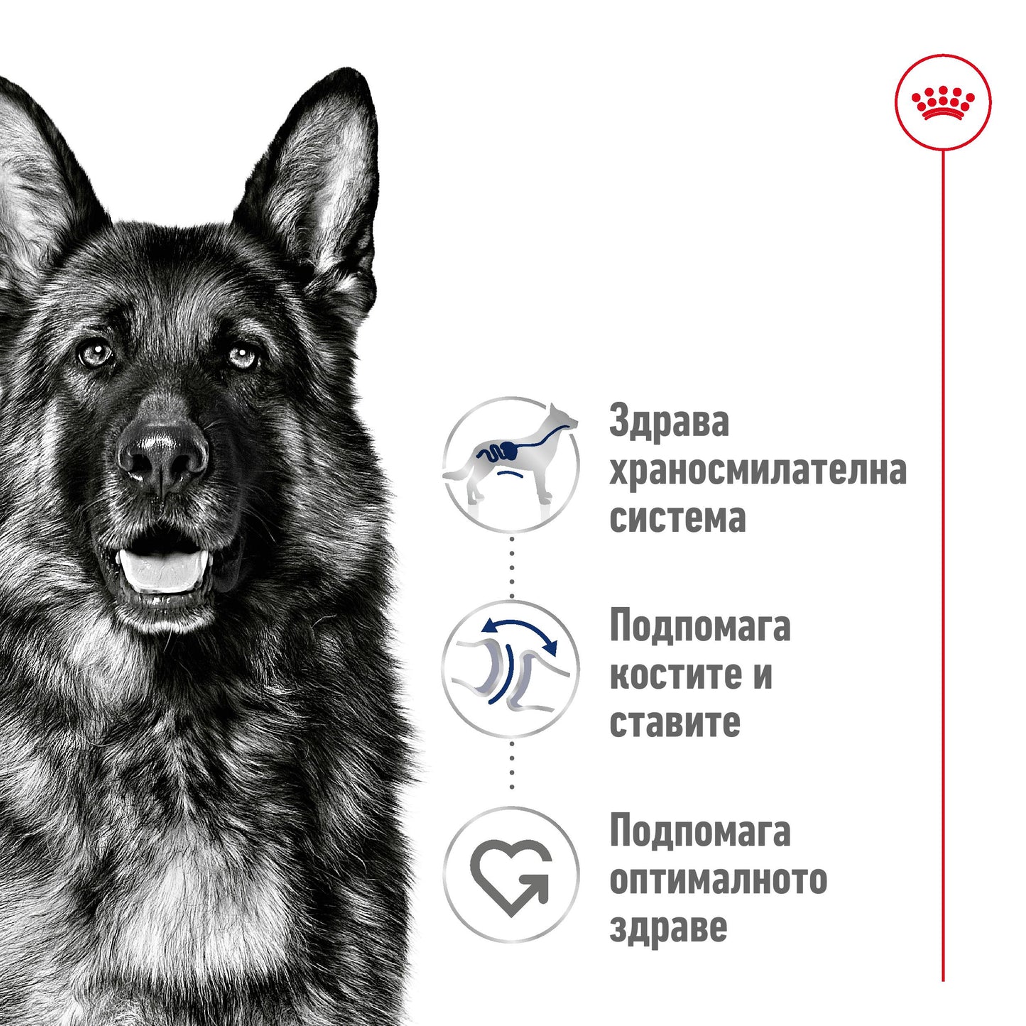 Royal Canin Maxi Adult - суха храна за кучета