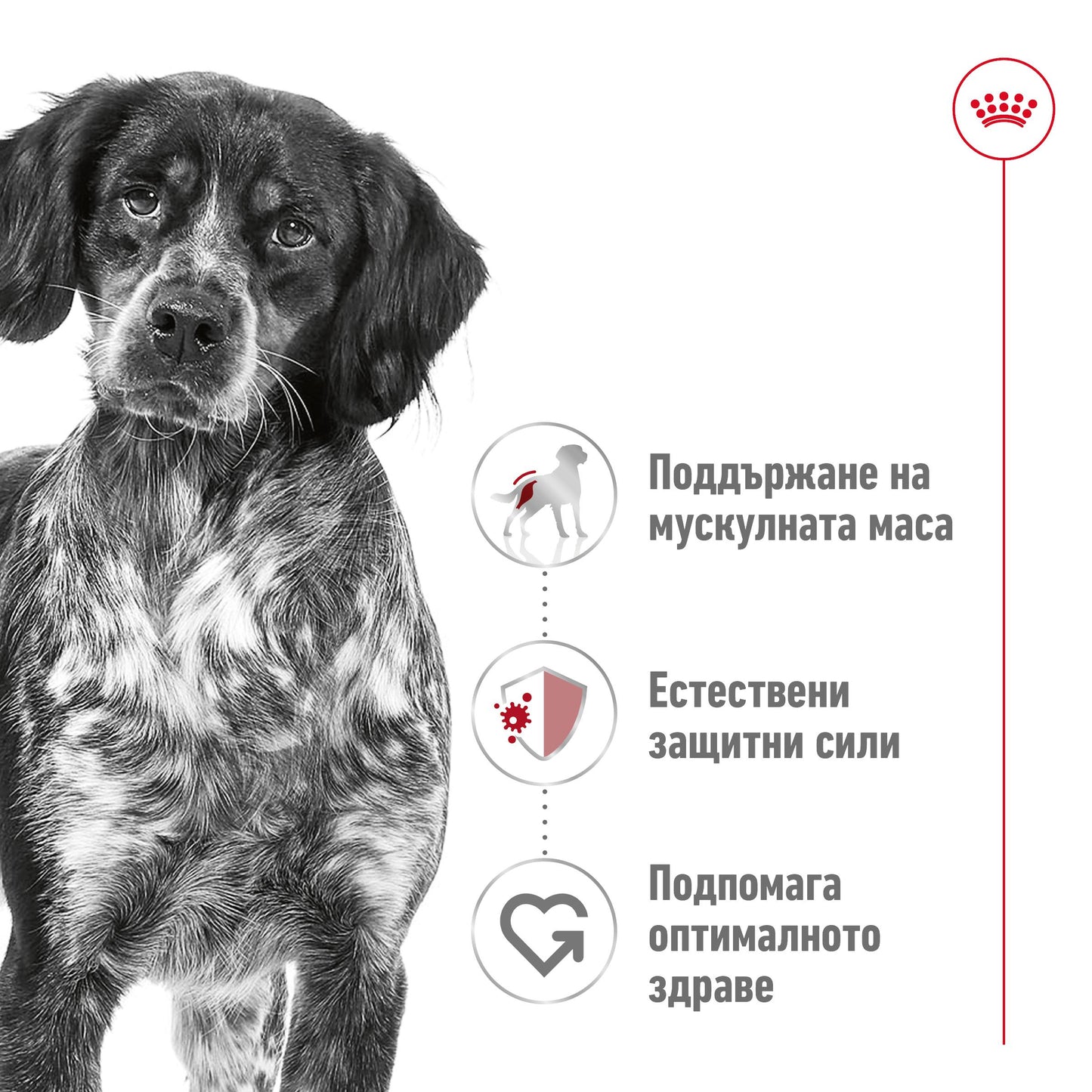 Royal Canin Medium Adult - суха храна за кучета