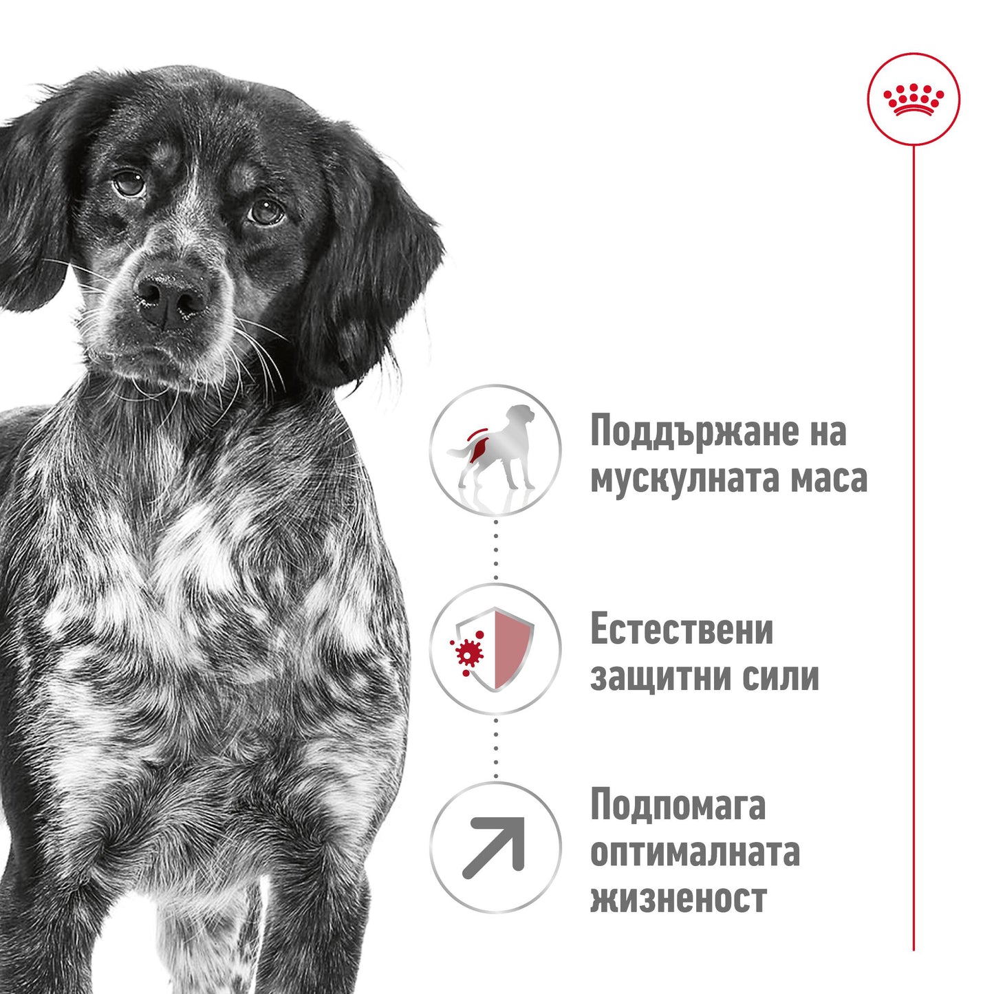 Royal Canin Medium Adult +7 - суха храна за кучета - 15 кг.
