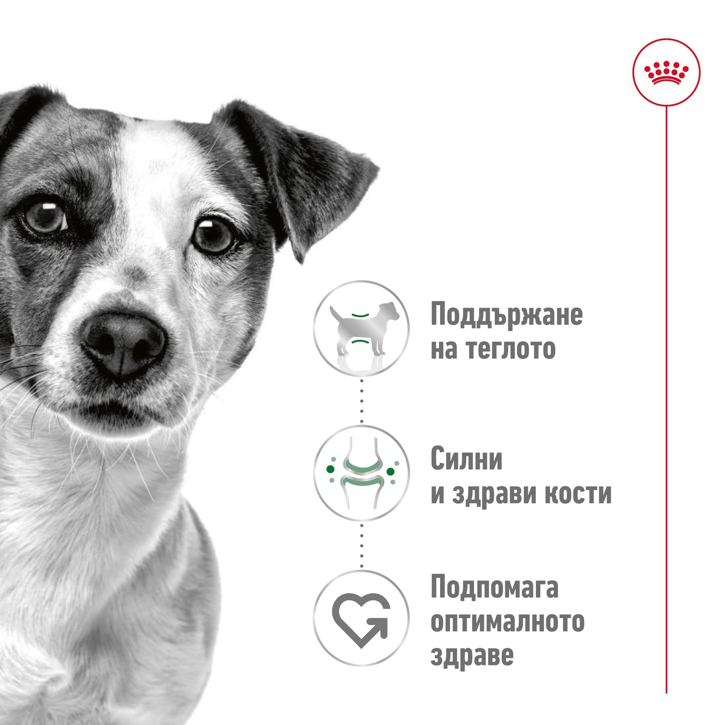 Royal Canin Mini Adult - суха храна за кучета